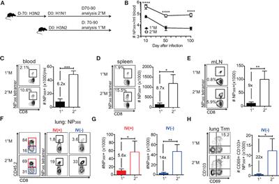 Antigen Exposure History Defines CD8 T Cell Dynamics and Protection during Localized Pulmonary Infections